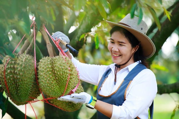 granjero asiático golpea su fruta durian antes de cosechar