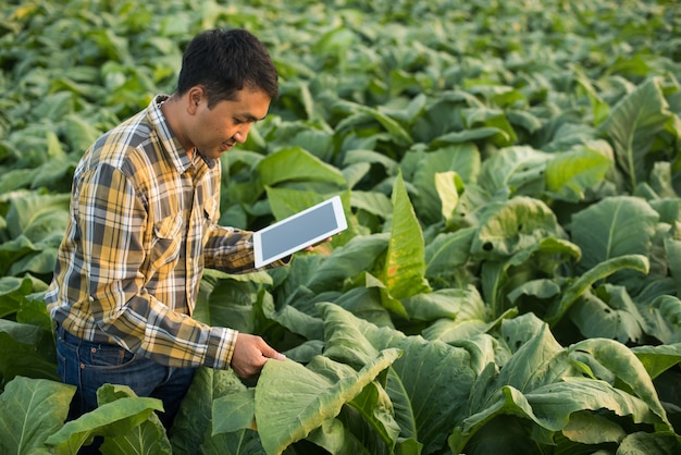 Granjero asiático investigando planta en granja de tabaco. Concepto de agricultura y científico.