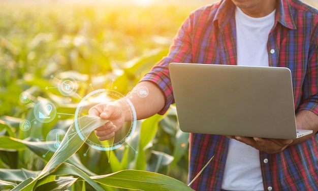 Granjero asiático que trabaja en el campo de maíz Hombre que usa una computadora portátil para examinar o analizar cultivos de maíz joven después de plantar Tecnología para la agricultura Concepto