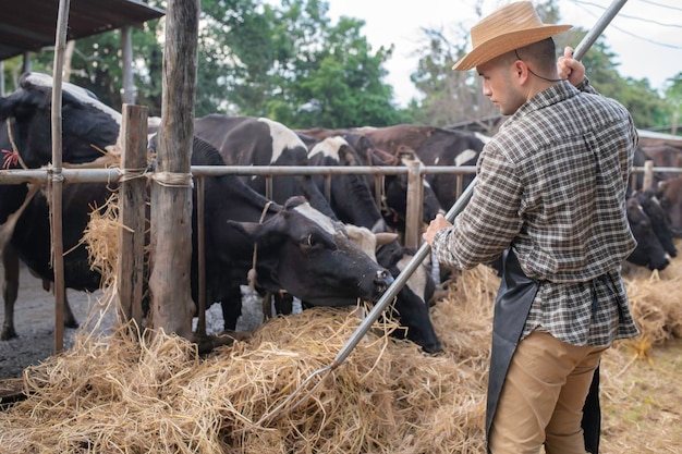 Granjero asiático Trabaja en una granja lechera rural fuera de la ciudad Jóvenes con vaca