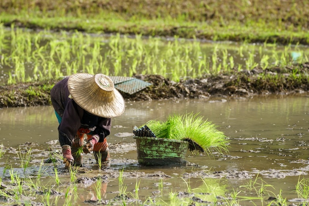 Granjero asiático trasplantar plántulas de arroz en campo de arroz, agricultor