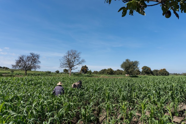 Foto granjero con caballo arando campo de maíz