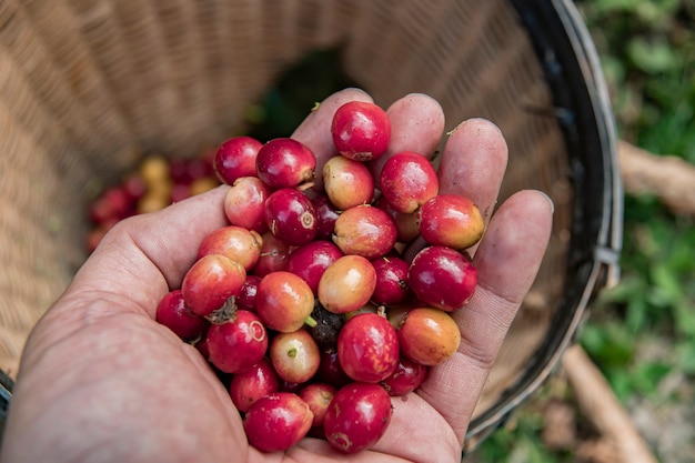 Granjero de café recogiendo granos de cereza madura, grano de café fresco en la canasta, cerca de granos de café de frutos rojos.