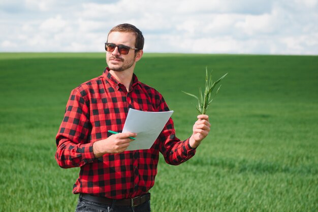 Granjero caminando por un campo de trigo verde en un día ventoso de primavera y examinando cultivos de cereales