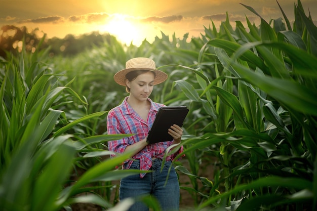 Granjero caucásico caminando en el campo de maíz y examinando la cosecha antes de cosechar al atardecer. Agricultura - producción de alimentos, concepto de cosecha.