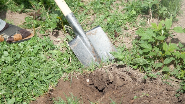 Granjero cava tierra con pala en el jardín.