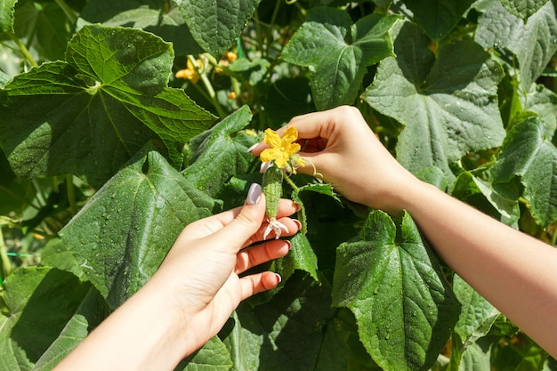 Granjero comprueba el pepino fresco después de la lluvia en campo