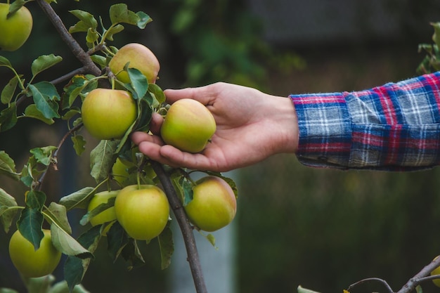 Un granjero cosecha manzanas en el jardín.