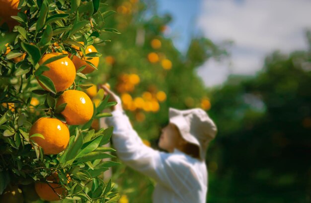 Foto un granjero cosechando naranjas en un campo de naranjos