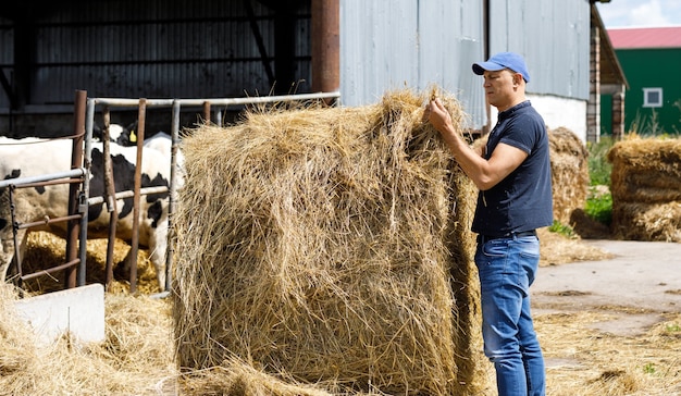 Granjero está trabajando y mira granja de vacas de alimentación de heno