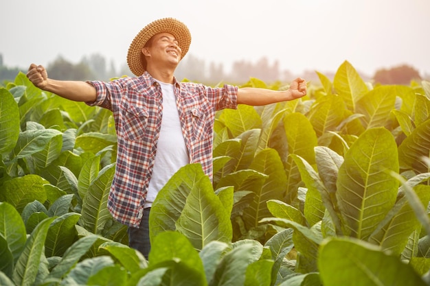 Granjero feliz Granjero asiático que trabaja en el campo del árbol del tabaco extendió los brazos y levantó su puño de éxito felizmente sintiéndose muy bien mientras trabajaba Felicidad por el concepto de negocio agrícola