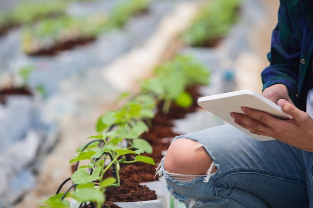 Foto granjero de granja inteligente con sistema agrícola de control de computadora tableta en invernadero antes de la cosecha