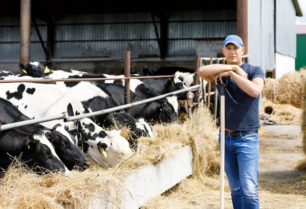 Granjero en la granja con vacas lecheras