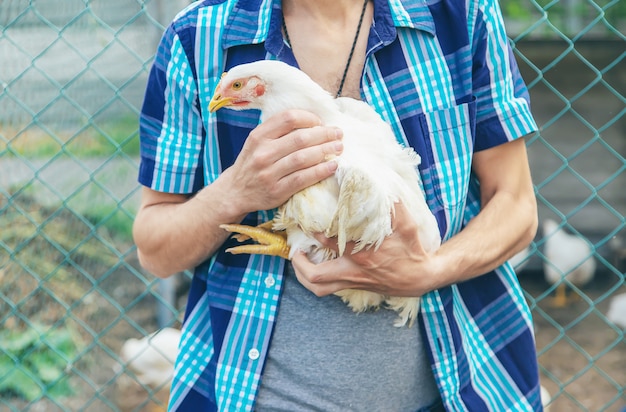 Granjero del hombre que sostiene un pollo en sus manos.