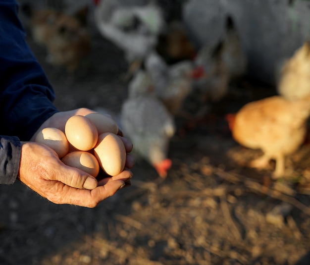 Granjero con huevos orgánicos frescos