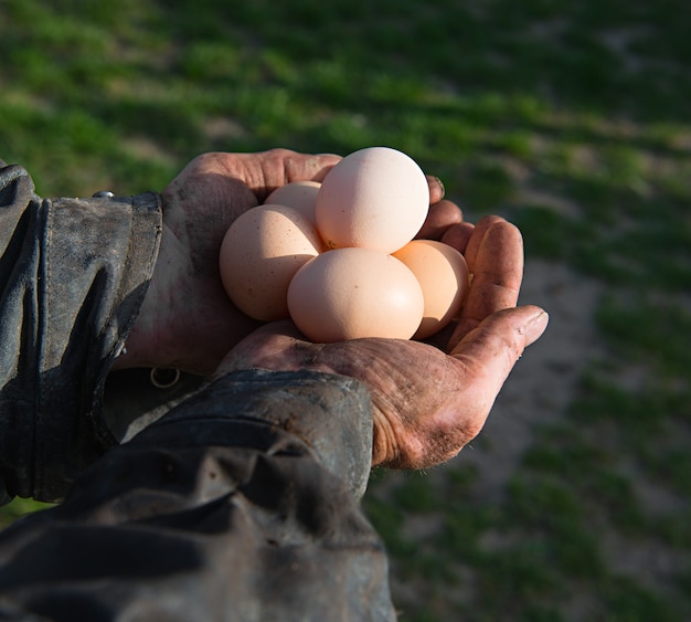 Granjero con huevos orgánicos frescos