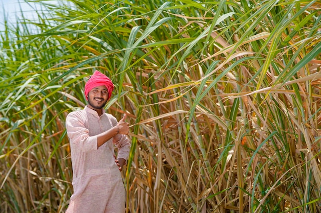 Granjero indio en el campo de agricultura de caña de azúcar verde.