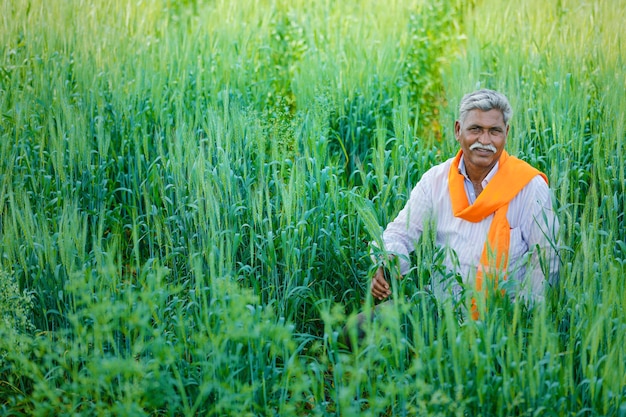 Granjero indio en el campo de trigo dorado