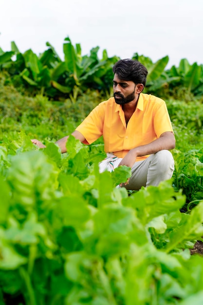 Granjero indio en el campo vegetal