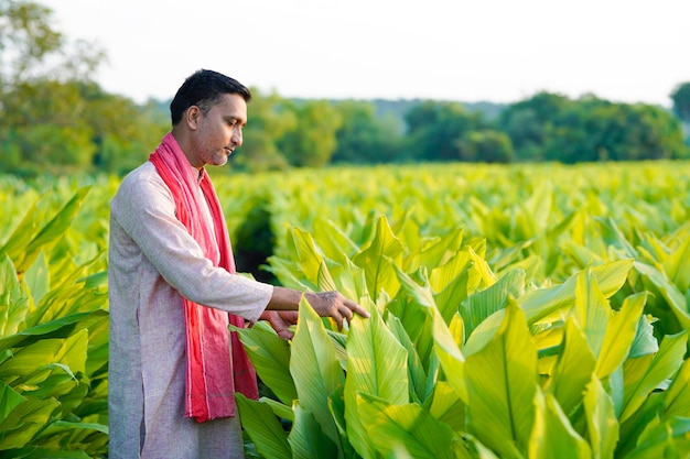 Granjero indio feliz en el campo agrícola verde de la cúrcuma