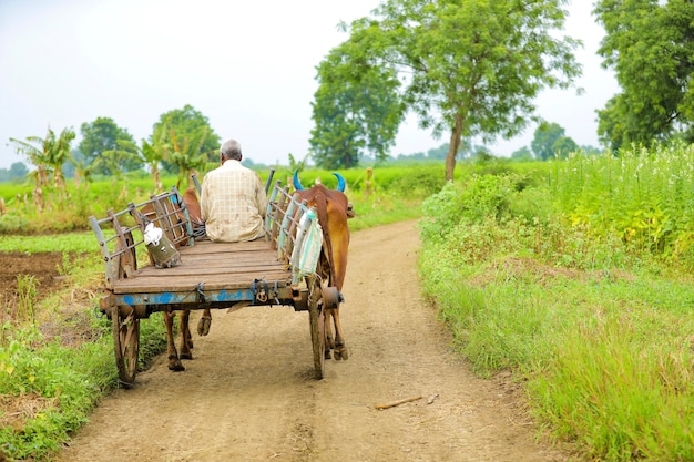 Granjero indio va a la granja en carro de bueyes