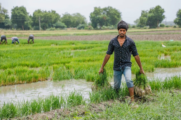 Granjero indio trabajando en campo de arroz