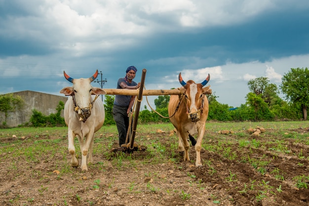 Granjero indio trabajando en la forma tradicional con el toro en su granja, una escena de la agricultura india.