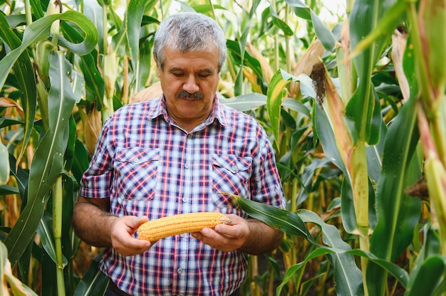 Granjero inspeccionando mazorcas de maíz en su campo