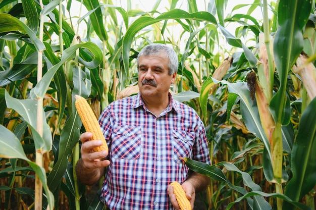 Foto granjero inspeccionando mazorcas de maíz en su campo