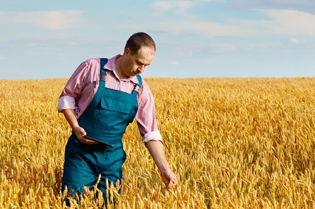 granjero, inspeccionar, campo de trigo