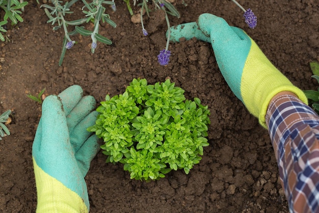 Granjero jardinero manos en guantes plantando hierbas