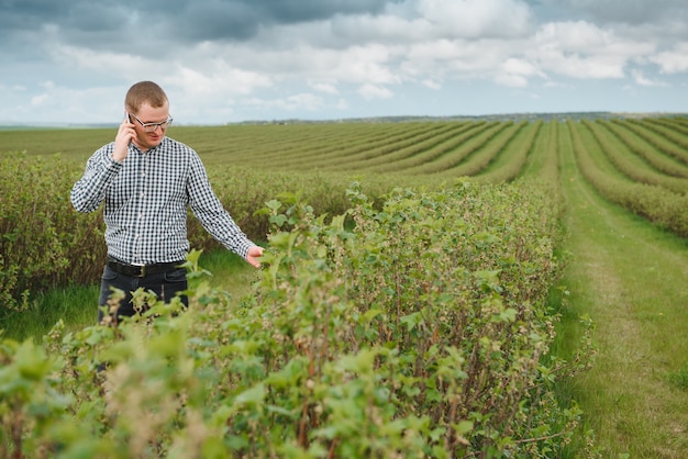 Granjero joven con una tableta en un campo de grosellas. Cultivo de frutas y bayas. El agricultor inspecciona la cosecha de grosellas