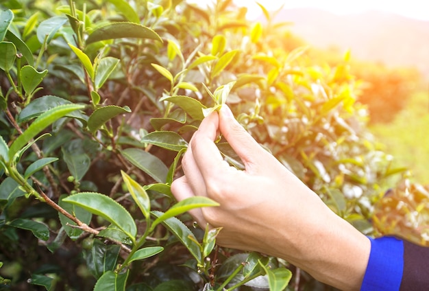 Granjero de mano recogiendo té de hojas en la plantación