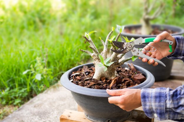 Granjero de mano con tijeras de podar para rama adenium obesum árbol en maceta de plástico