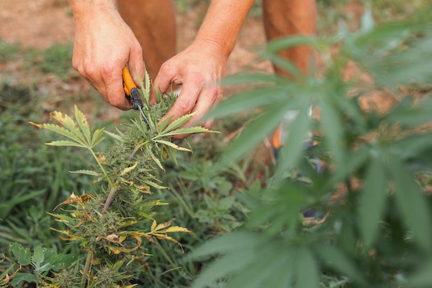 Granjero con las manos desnudas recogiendo el rendimiento de una planta de marihuana madura cortando capullos de flores en primer plano