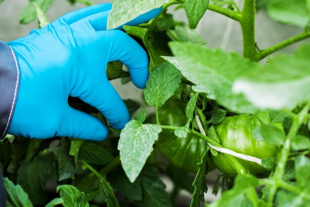 Granjero de manos o biólogo en guantes azules sosteniendo un tomate