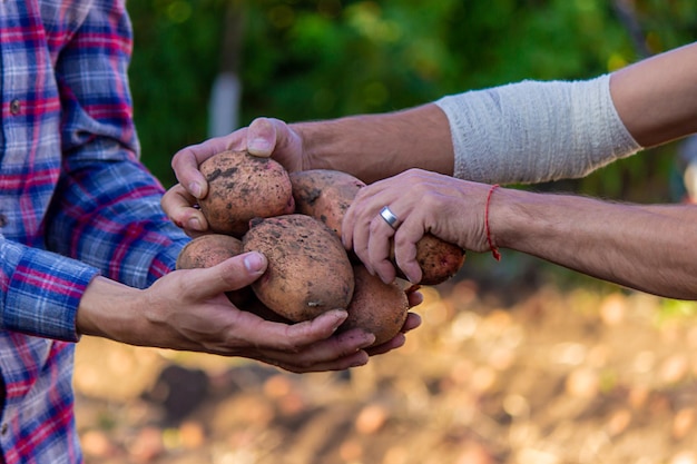 Un granjero con las manos sucias sostiene papas recién cortadas en sus manos