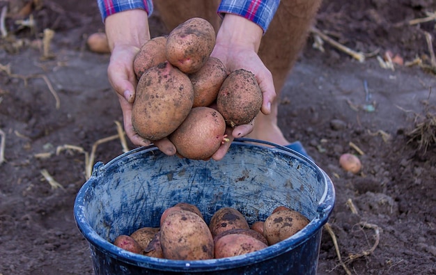 Un granjero con las manos sucias sostiene papas recién cortadas en sus manos