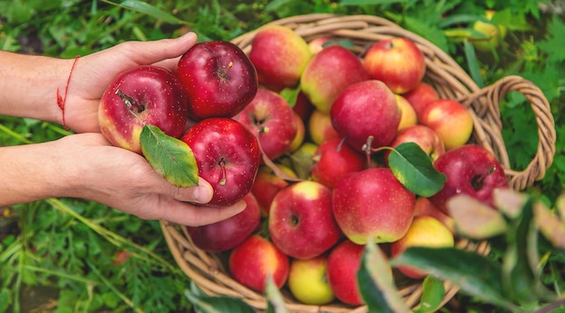 Un granjero masculino cosecha manzanas Enfoque selectivo