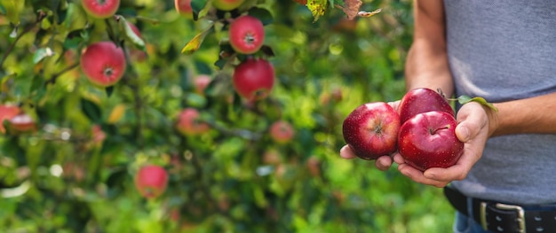 Un granjero masculino cosecha manzanas Enfoque selectivo