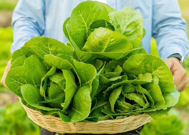 Granjero masculino recogiendo verduras romanas por la noche