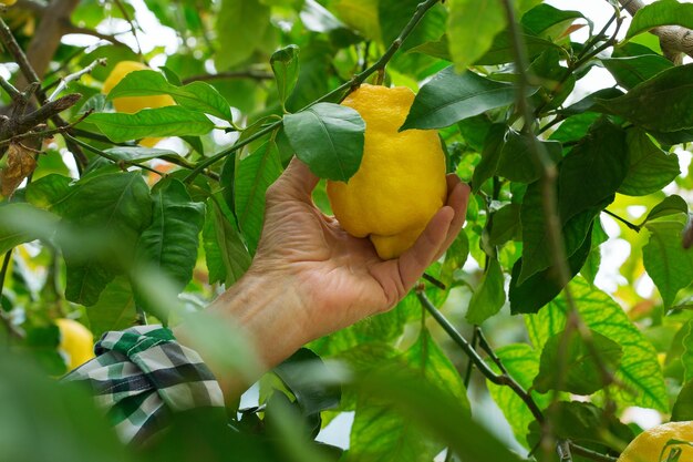 Foto granjero mayor cosechando limones con podadora de jardín en las manos en un árbol de limón en un día soleado. temporada, verano, otoño, cosecha propia, concepto de hobby.