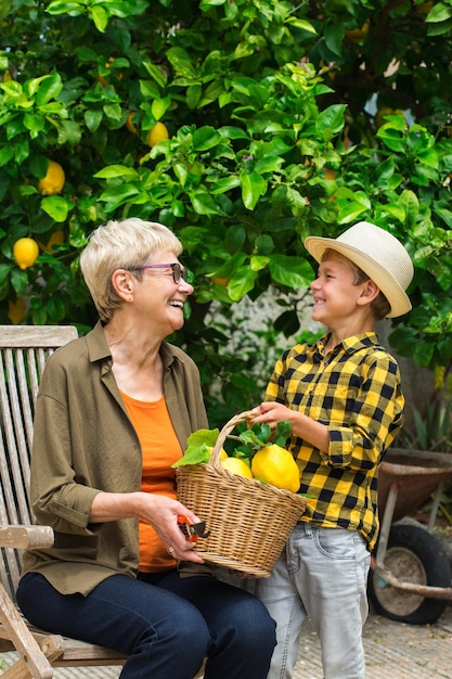 Granjero mayor, mujer, abuela con niño, nieto cosechando limones del limonero en el jardín privado, huerto. Temporada, verano, otoño, cosecha propia, concepto de hobby.