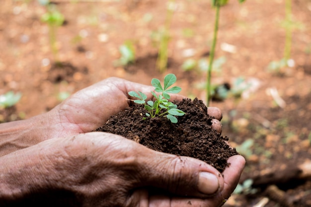 El granjero mayor sostiene el brote y la tierra con su mano la semilla brota el crecimiento de la planta