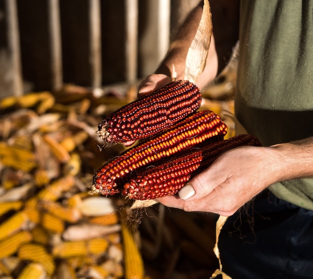 Granjero con mazorcas de maíz en las manos en la granja