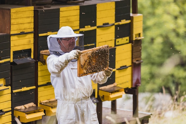 El granjero de miel de pie frente a las colmenas sosteniendo un marco de colmena
