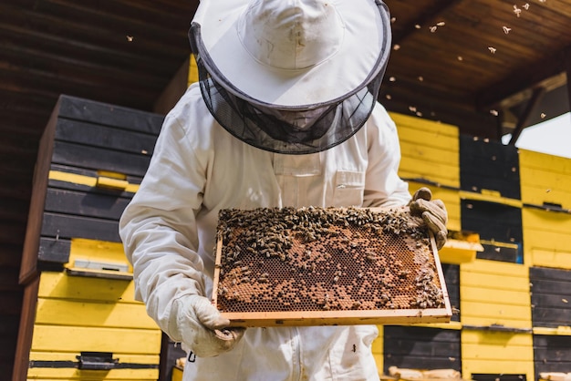 El granjero de miel de pie frente a las colmenas sosteniendo un marco de colmena