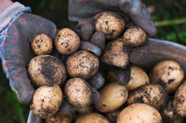 El granjero muestra la cosecha de papas en sus manos de cerca