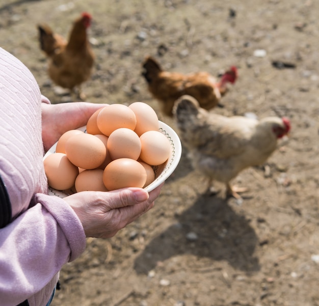 Granjero de mujer con huevos orgánicos frescos. Gallinas en el fondo