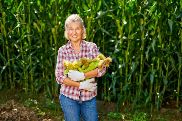 Foto granjero de mujer madura en la cosecha de maíz.